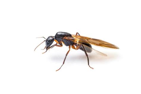 Hormigas voladoras Tipos y características