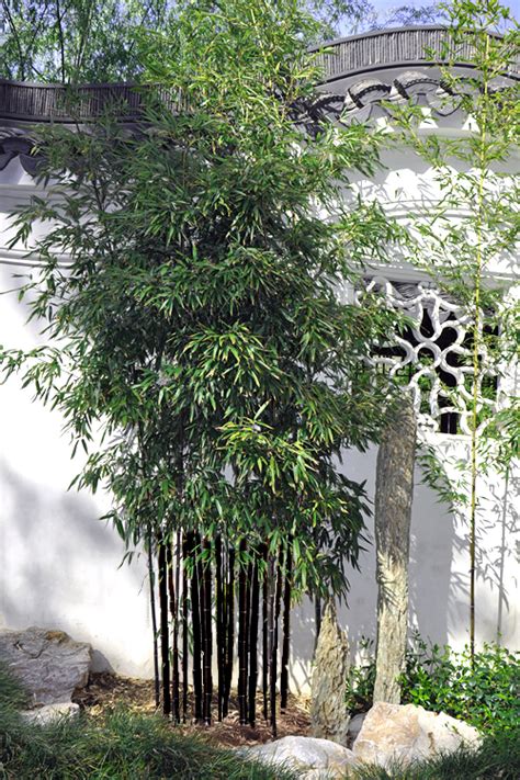 Buy Black Bamboo Free Shipping Wilson Bros Gardens 3 Gallon Single