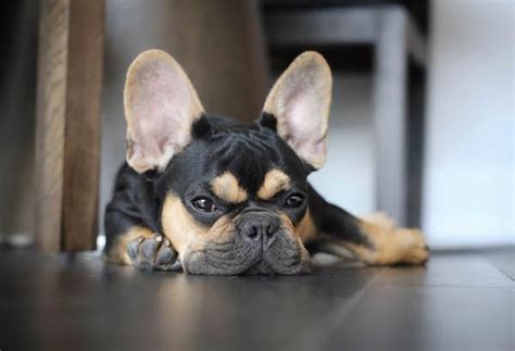 Find french bulldog in canada | visit kijiji classifieds to buy, sell, or trade almost anything! Jeffrey Welch's Blog: What the Heck Is Hamlet? A ...