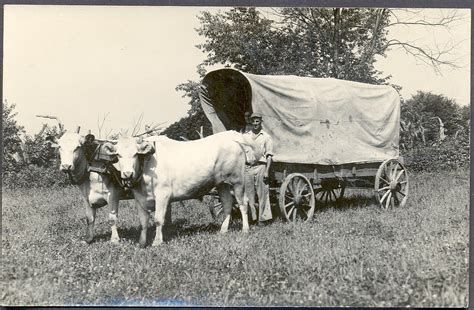 Fremont Mi Oxen Team Pulling Covered Wagon Marlen Palmer O Flickr