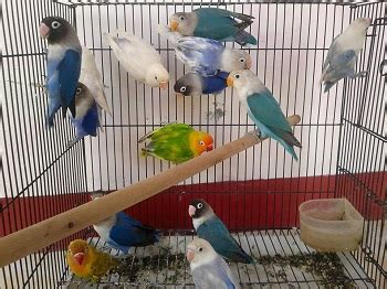 Tentu harganya akan lebih mahal dari pada anda membeli membuat dari awal sendiri. 2 Jenis Kandang Ternak Lovebird Untuk Memulai Ternak Lovebird