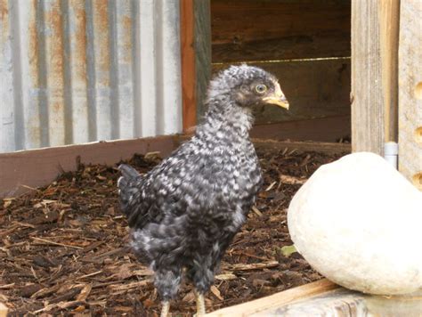 Sexing Barred Rock Chicks
