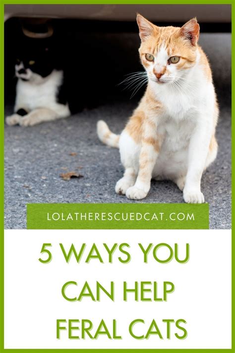 Five Ways You Can Help Feral Cats On National Feral Cat Day Pet Care