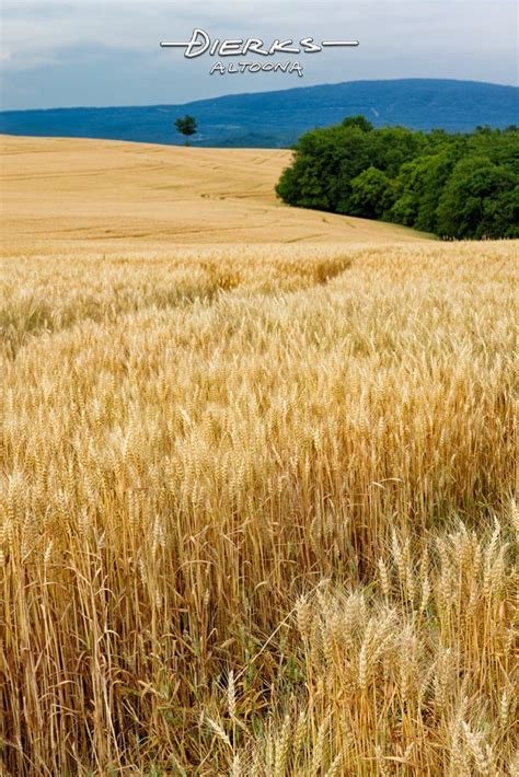 Scenic Summer Wheat Field Landscape Farming Photo Prints For Sale