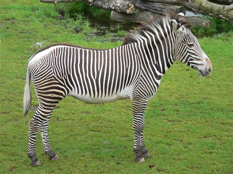 Zebra Beautiful Animal Facts And Photographs Wildlife Of World