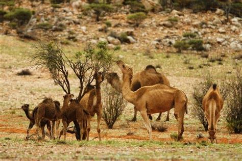 If it is weaned early care must be taken to introduce it slowly to solid food surra is a very common disease of camels and it has many different names in the areas of the world where it occurs. How Many Animals Have Died in Australia's Wildfires? - The ...