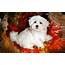 Cute Puppy Wallpapers For Desktop 58  Images