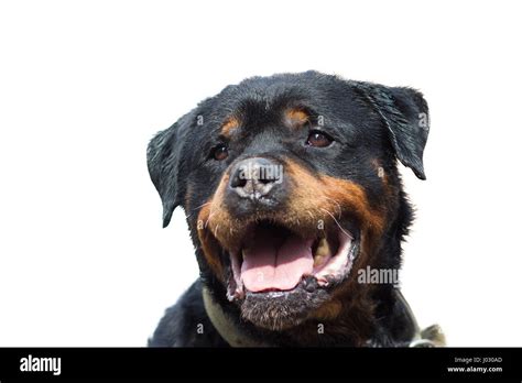 Rottweiler Dog Portrait Close Up Isolated On White Stock Photo Alamy