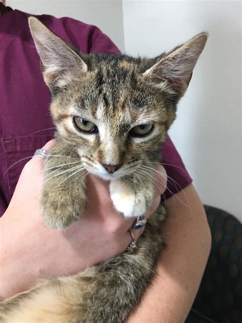 Meet some of our feline... - Grimes County Animal Rescue