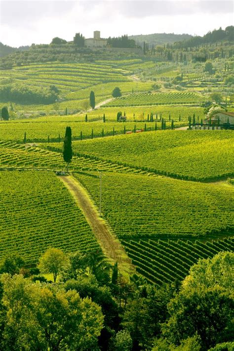 An Italian Wine Tasting Journey From Piedmont To Tuscany Wine Tour