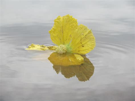 Drowning Flower Photograph By Swati Luthra