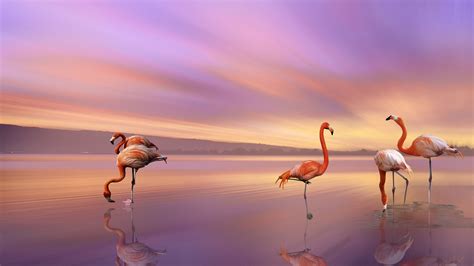 Beach Flamingo Background Wallpaper 61172 Baltana