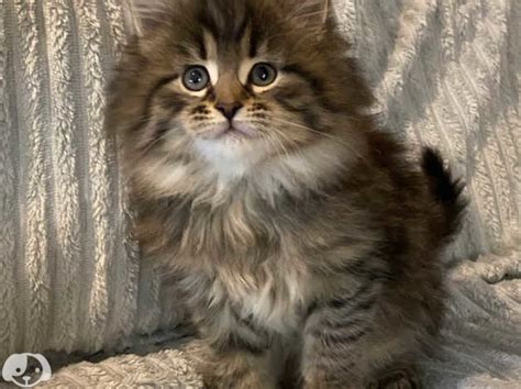 Stunning Maine Coon X Norwegian Forest Kittens In Southampton So14 On