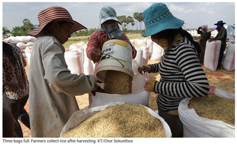 Cambodia Milled Rice Exports To Rise More Than 11 Percent In 2022