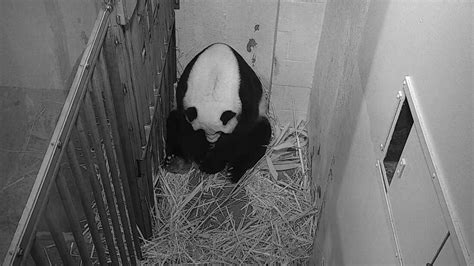 Panda Born To National Zoos Mei Xiang Npr