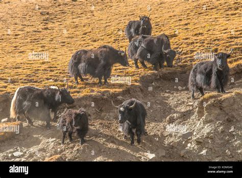 Domestic Yaks Bos Grunniens On Gampa Pass Shannan Tibet China Stock