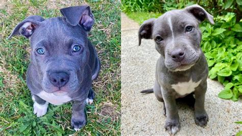 Blue Nose Pitbull Dog 12 Amazing Things You Should Know