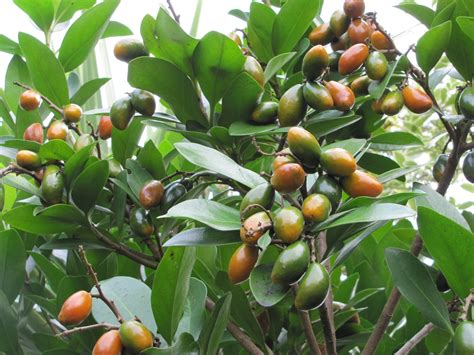 Kiwi Nomads Wanderings 44 Karaka Fruit