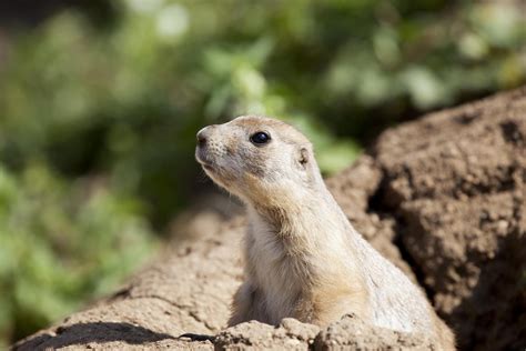 Keeping And Caring For Prairie Dogs As Pets