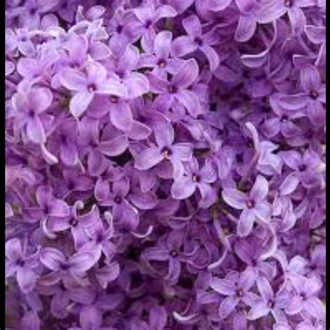 We did not find results for: My favorite smell... | Purple flowers, Beautiful flowers ...