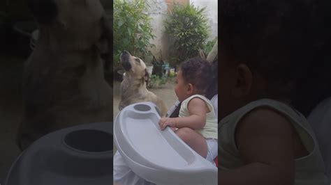 Bebê Rindo Do Cachorro Comendo Youtube