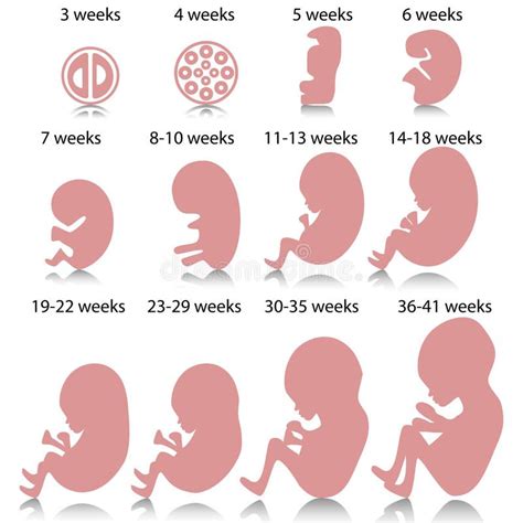 Stages Of Pregnancy Diagram