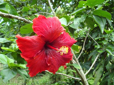 Lightly mist the leaves and base of indoor hibiscus plants during the early morning hours on a daily basis. Hibiscus flower wallpaper|free download Hibiscus flower ...
