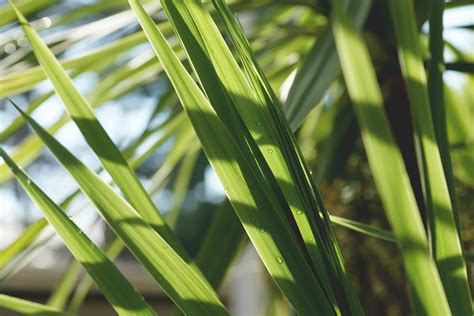 Green Linear Leaf Plants · Free Stock Photo