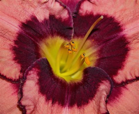 Anatomy Of A Day Lily Stamen And Pistil The Eye And The Throat Day