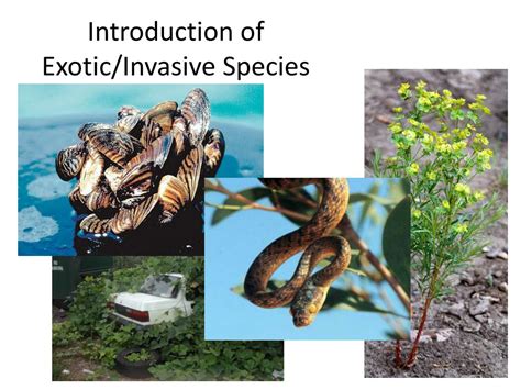 ppt biodiversity and conservation powerpoint presentation free download id 1424864