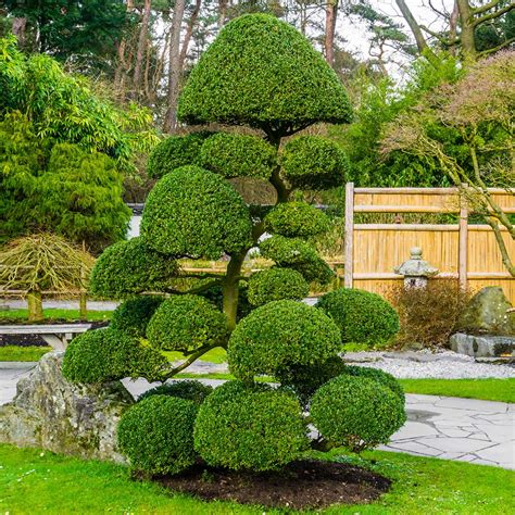 real topiary trees oultet website save 46 jlcatj gob mx