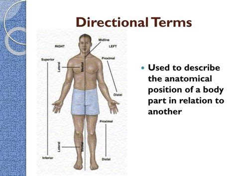 Ppt Intro To The Human Body Directional Terms Planes Quadrants