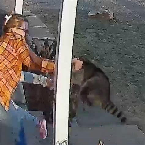 Connecticut Mom Rescues 5 Year Old Daughter From Raccoon Attack Good