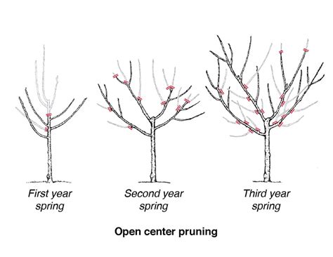 Y ou can prune maple, walnut, and birch trees. CO-Horts: Dormant Oil and Pruning Fruit Trees