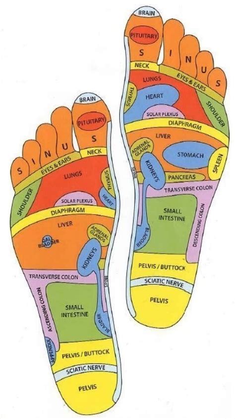 acupressure reflexology reflexology massage foot reflexology