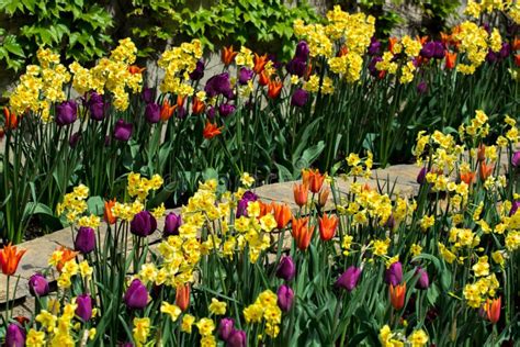 Spring Flowers In Park Stock Image Image Of Colorful 53325459