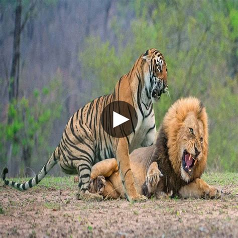 León Vs Tigre ¿quién Es El Verdadero Rey Video S News
