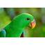 Parrot Bird Beak Wallpapers HD / Desktop And Mobile Backgrounds