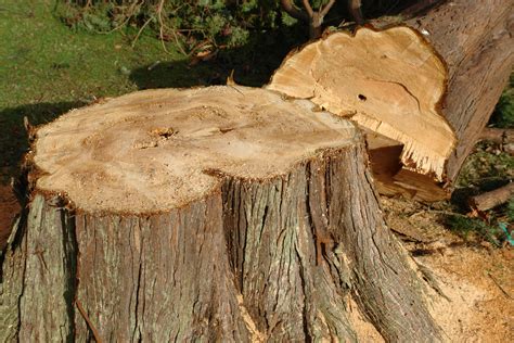 Over 40 years experience in tree service: Stump Grinding Chester | Stump Removal | Dee Tree Surgery