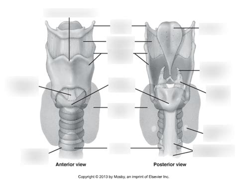 Anterior And Posterior Views Of Larynx Diagram Quizlet