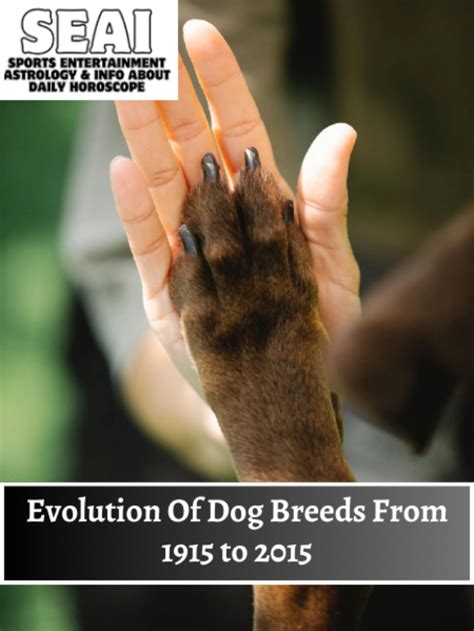 Evolution Of Dog Breeds From 1915 To 2015 Seai Sports Entertainment