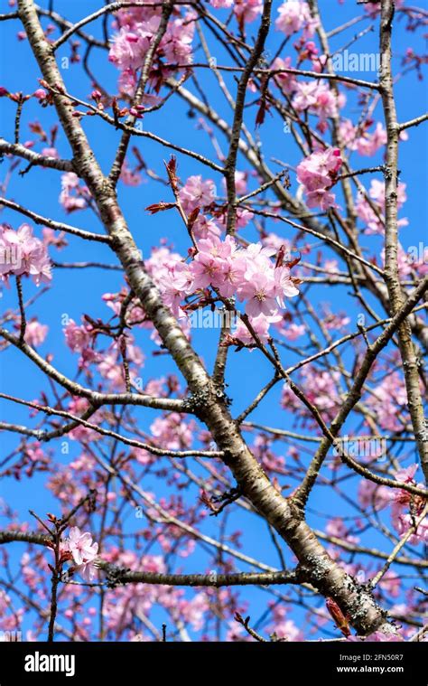 Prunus Sargentii A Springtime Flowering Cherry Tree Plant With Pink