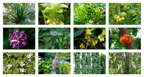 There are many medicinal plants that have been used for thousands of years. 20 Medicinal Plants You Can Find In Your Garden - Ace Gardener