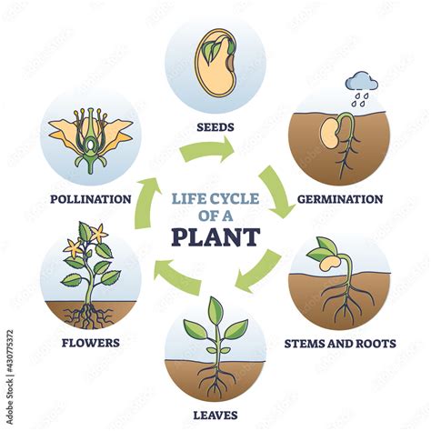 Fototapeta Life Cycle Of Plant With Seeds Growth In Biological Labeled