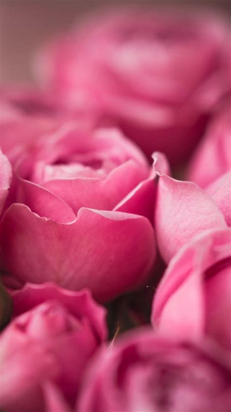 Tap To Get Free App ⬆️ Beautiful Pink Rose Flowers