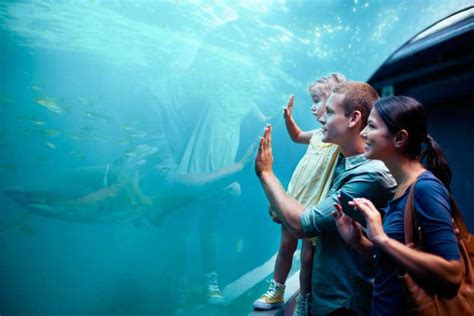 Orlando Ticket Für Sea Life Aquarium Getyourguide