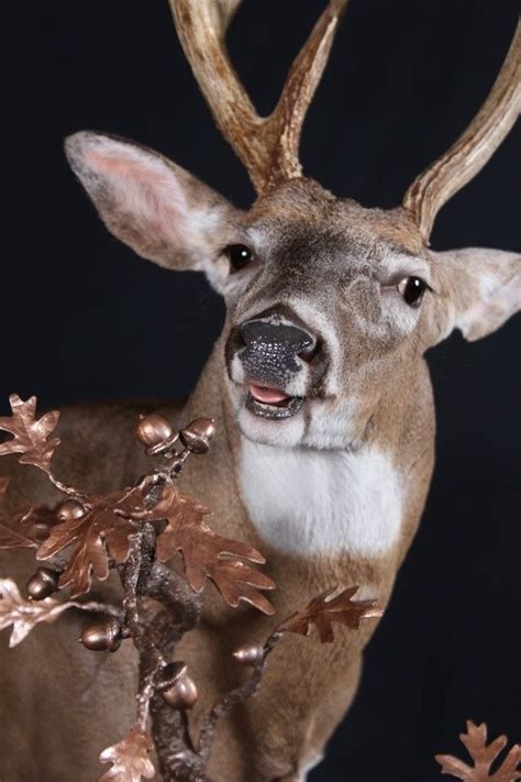 30 Best Open Mouth Whitetail Reference Images On Pinterest Taxidermy