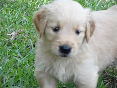 Why buy a golden retriever puppy for sale if you can adopt and save a life? Adorable AKC/CKC Golden Retriever puppies.. Ready soon for ...