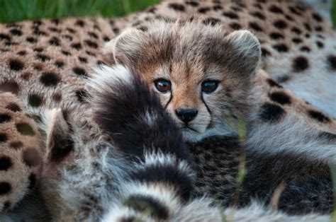 Baby Cheetah Sean Crane Photography