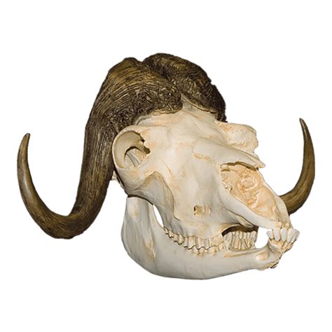 Musk Ox Skull Icons Png Free Png And Icons Downloads